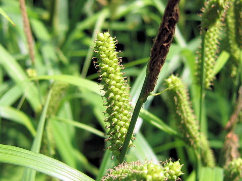 Carex olivacea var. angustior