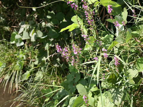 Lythrum anceps