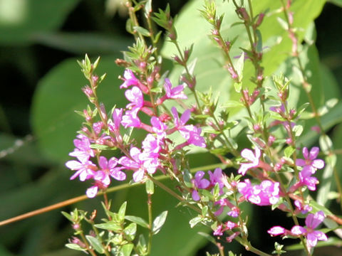 Lythrum anceps