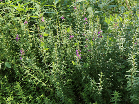 Lythrum anceps