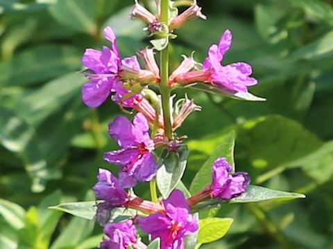 Lythrum anceps