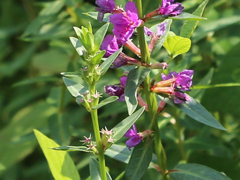 Lythrum anceps