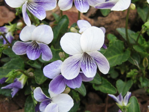 Viola cv. Misuzu