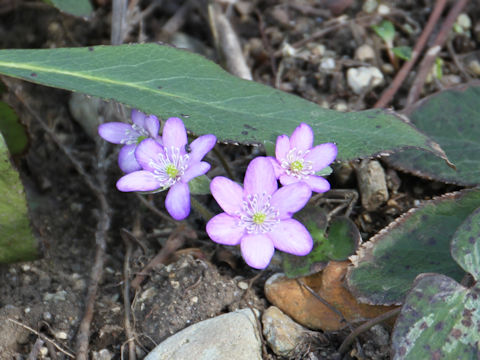 Hepatica nobilis var. japonica