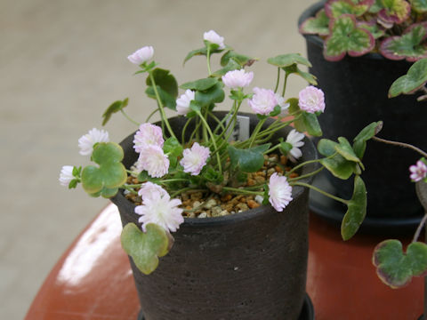 Hepatica nobilis var. japonica cv.