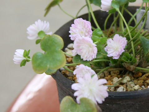 Hepatica nobilis var. japonica cv.
