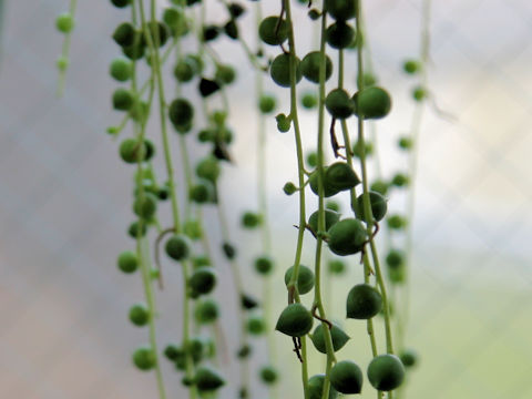 Senecio rowleyanus