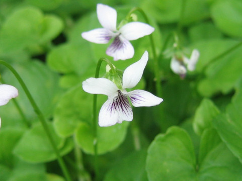 Viola verecunda var. fibrillosa