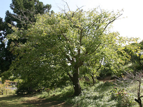 Acer cissifolium