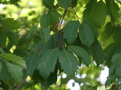 Acer cissifolium
