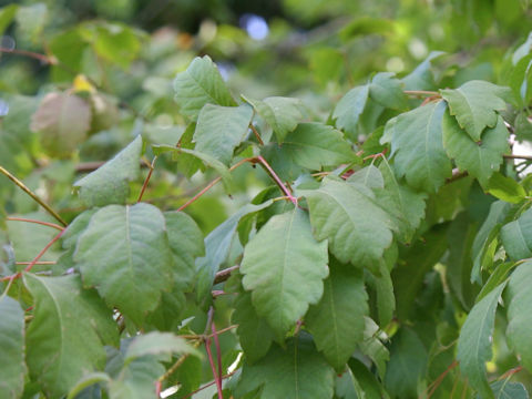 Acer cissifolium