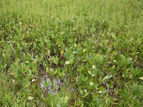 Menyanthes trifoliata