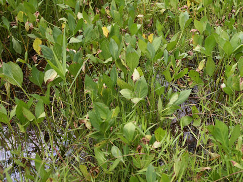 Menyanthes trifoliata