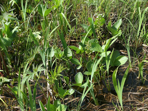 Menyanthes trifoliata