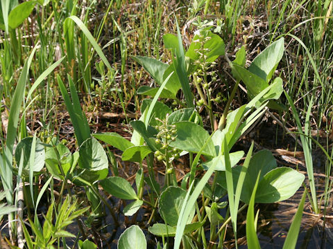 Menyanthes trifoliata