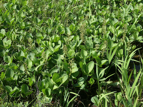 Menyanthes trifoliata