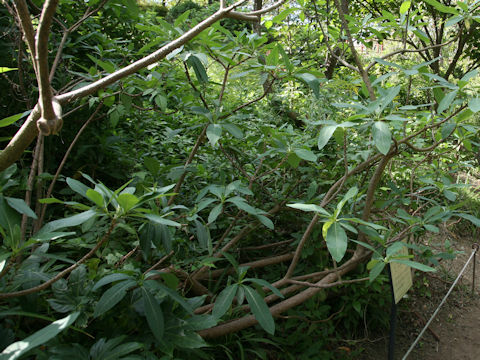 Edgeworthia chrysantha