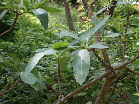 Edgeworthia chrysantha