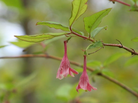 Lonicera gracilipes var. glandulosa