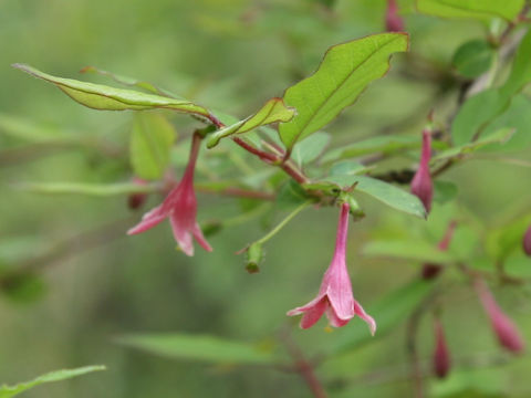 Lonicera gracilipes var. glandulosa