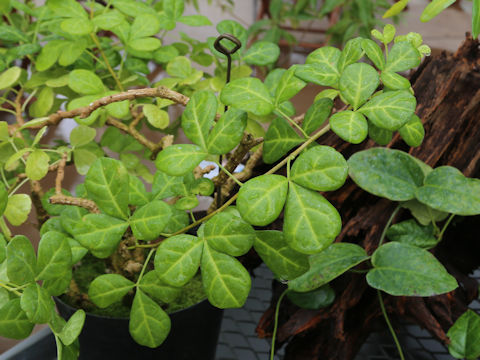 Eleutherococcus trifoliatus