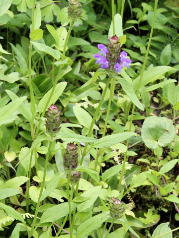 Prunella vulgaris ssp. asiatica var. aleutica