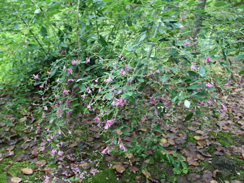 Lespedeza thunbergii