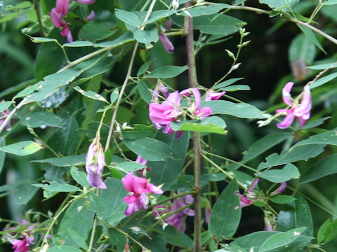 Lespedeza thunbergii