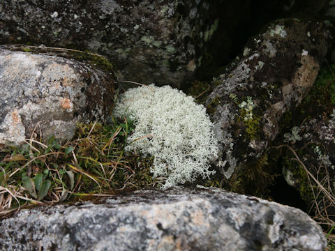 Cladonia stellaris