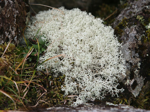 Cladonia stellaris