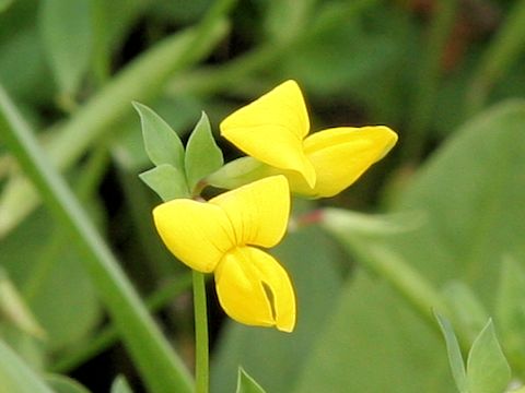 Lotus corniculatus var. japonicus