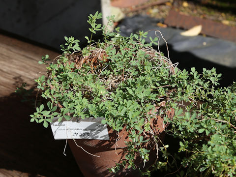 Lotus corniculatus var. japonicus
