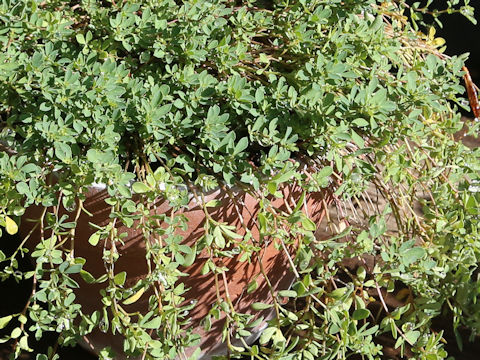 Lotus corniculatus var. japonicus