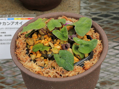 Asarum celsa