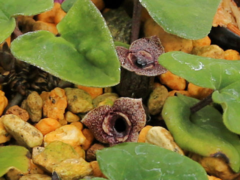 Asarum celsa