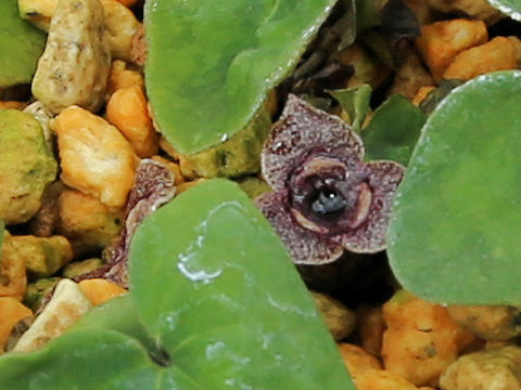 Asarum celsa