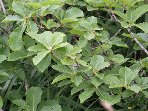 Quercus cuspidata var. horikawae