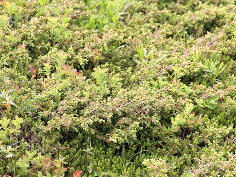 Juniperus communis var. nipponica