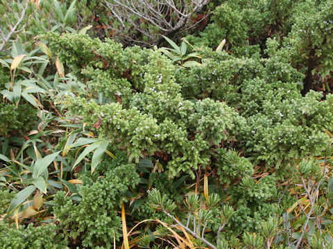 Juniperus communis var. nipponica