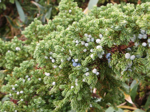 Juniperus communis var. nipponica