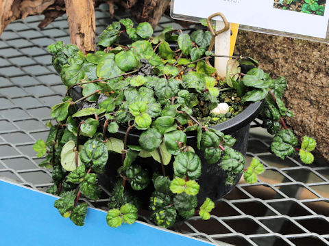 Hemigraphis okamotoi