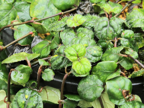 Hemigraphis okamotoi