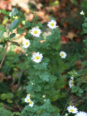 Chrysanthemum x miyatojimense