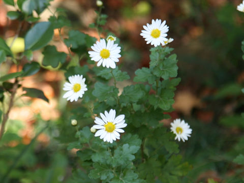 Chrysanthemum x miyatojimense