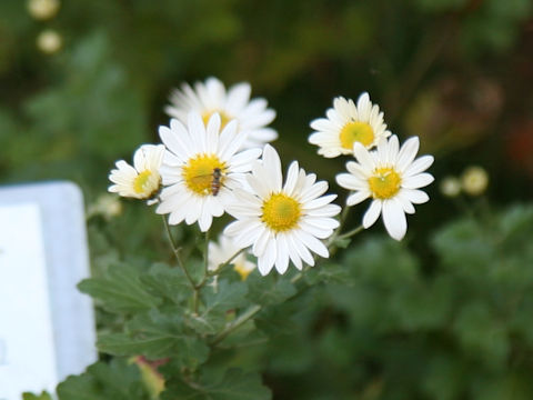 Chrysanthemum x miyatojimense