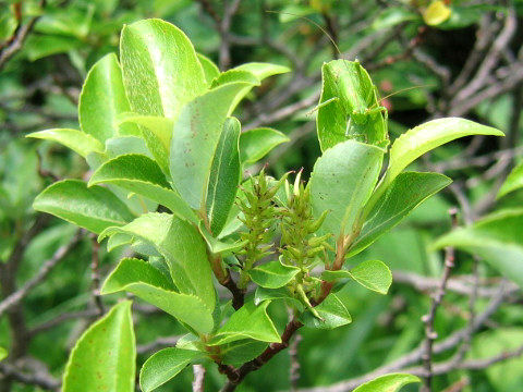 Salix reinii
