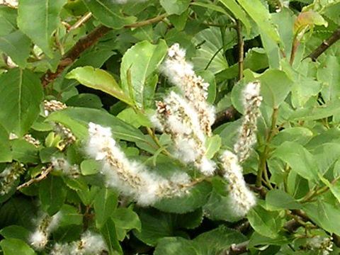 Salix reinii