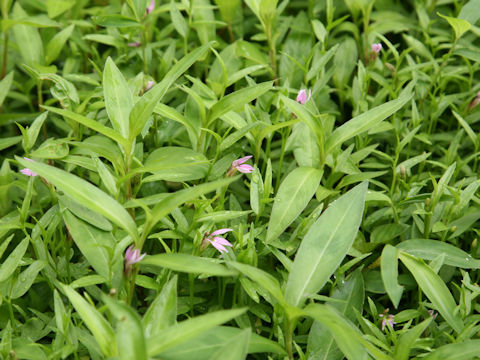 Lobelia chinensis