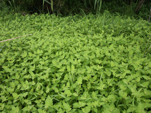 Persicaria thunbergii