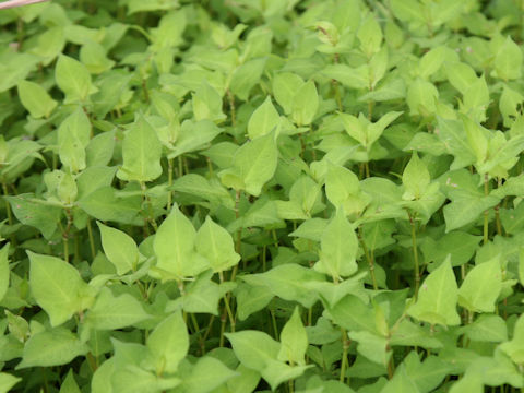 Persicaria thunbergii